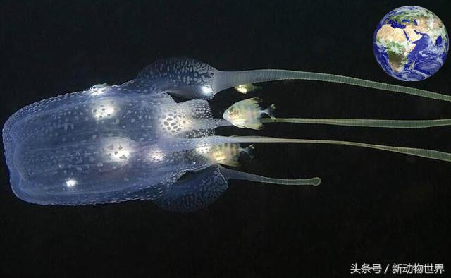 世界上最致命的8个毒动物,世界上最毒的动物在一起会怎么样