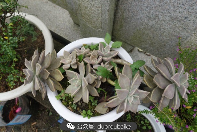 新手种植多肉植物教程,爱生活爱养花花卉绿植养护小知识