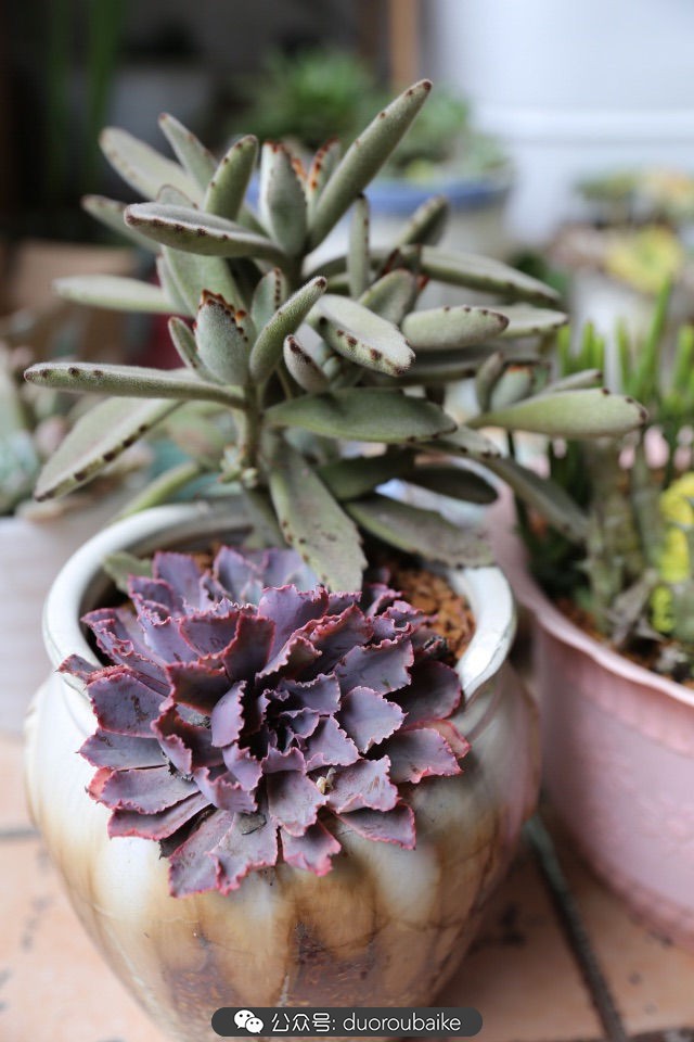 新手种植多肉植物教程,爱生活爱养花花卉绿植养护小知识
