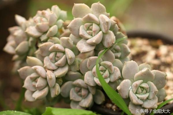 多肉白牡丹的养护方法视频,多肉白牡丹的养殖方法和注意事项