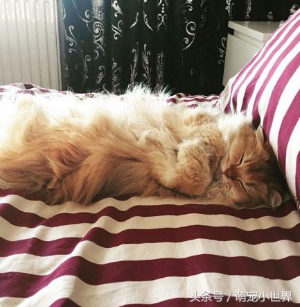 十大高颜值猫照片,唯一一张最可爱猫咪图片