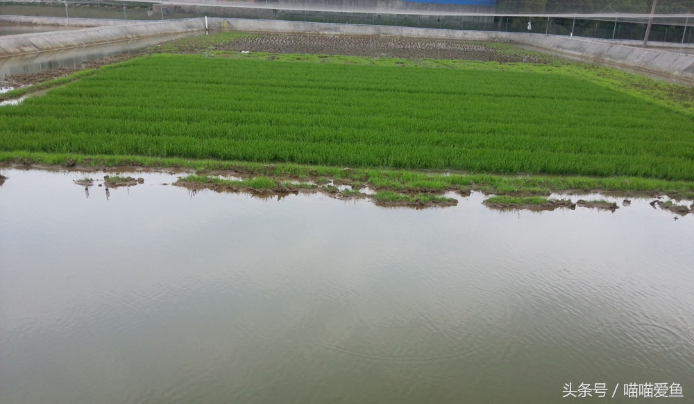 稻田套养黄鳝泥鳅技术,乌海稻田泥鳅养殖技术