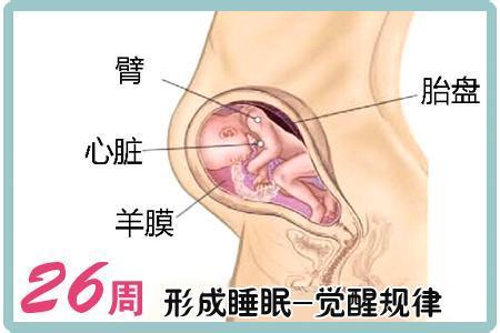 26周要注意什么,育儿怀孕小知识