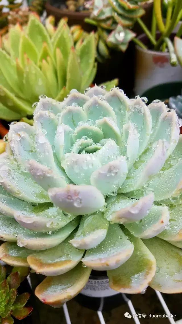 养多肉人发的朋友圈,养肉者们分享的多肉视频