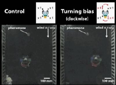 天蛾飞行能力,天蛾产卵之后可以飞吗