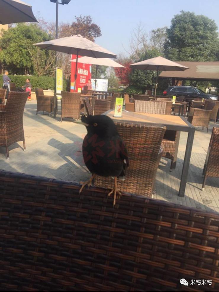 万科良渚文化村成功的原因,杭州良渚文化村绿城