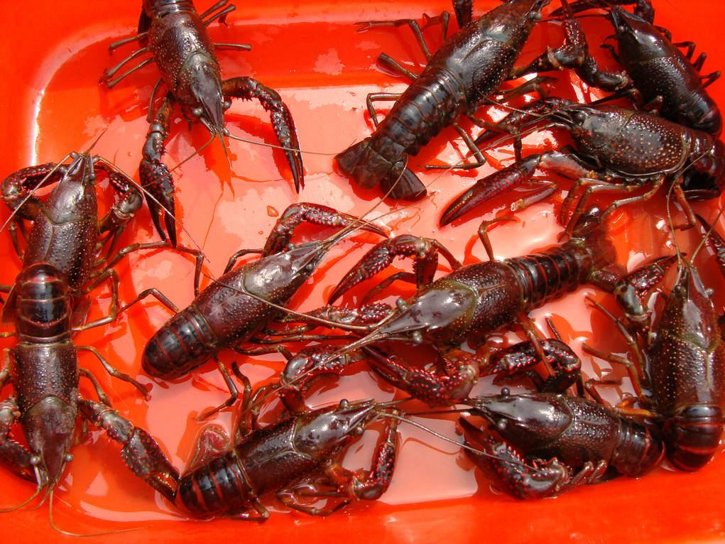 稻田养殖小龙虾最新技术视频,人工养殖小龙虾一亩多少利润