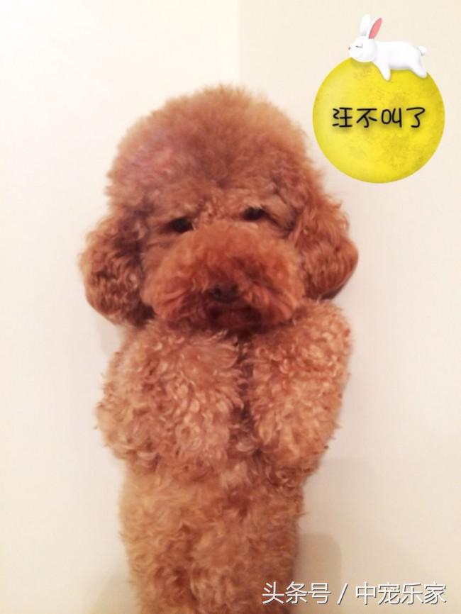 泰迪狗刚到家怎么养啊怎么训练,笼养泰迪幼犬怎么训练