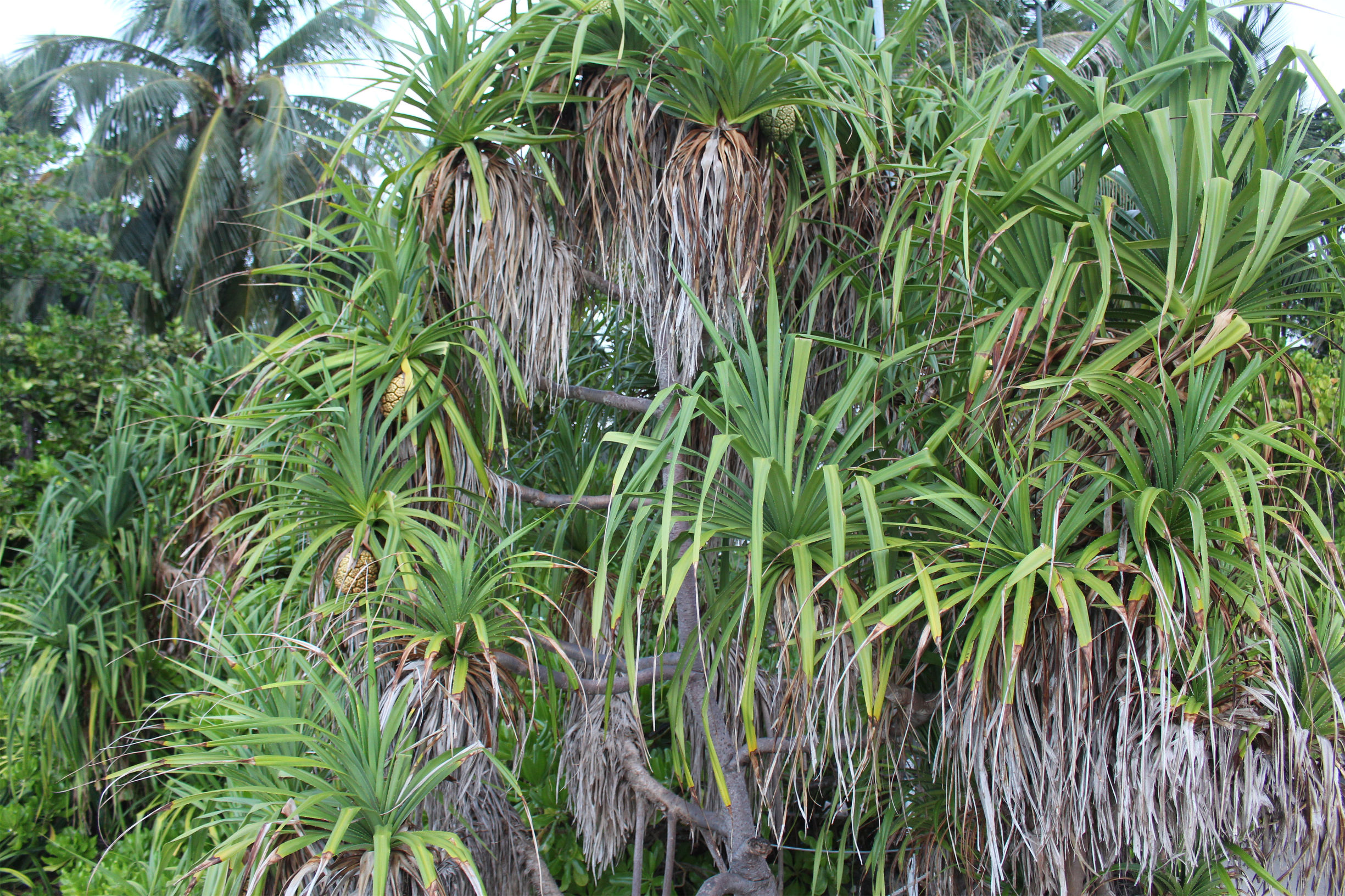 马尔代夫最美景色,最美马尔代夫风景