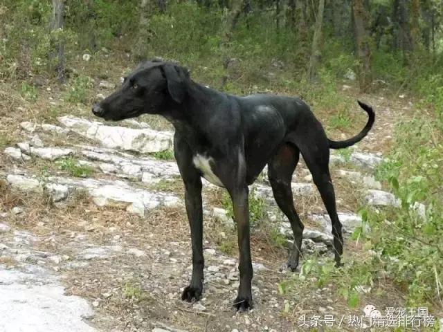 古老的狩猎犬中国细犬的落寞,中国古代细犬狩猎兔子