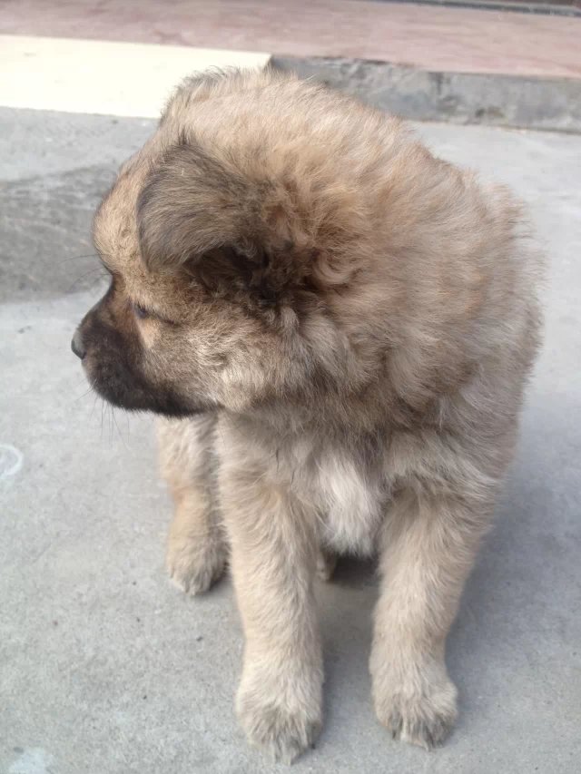 她叫肉肉(土话;扭扭)