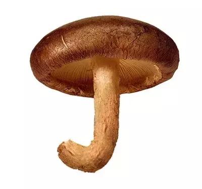 你敢信？在阳朔可以吃得到源自意大利的牛排菇。