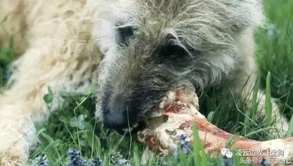 注意!骨头可以杀死狗!