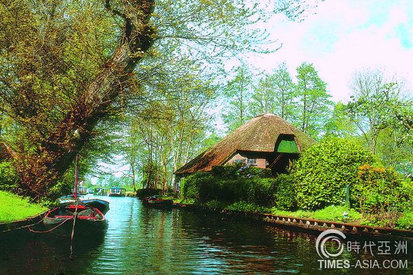 荷兰花海郁金香花语炙热的爱,郁金香花海的花语