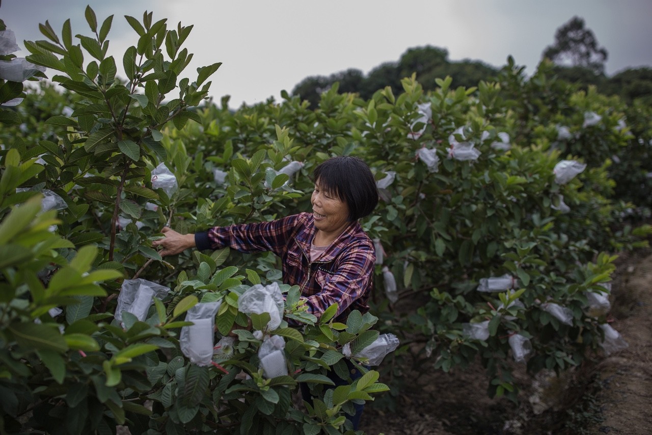 农村电商扶贫工作特点,农村电商扶贫案例