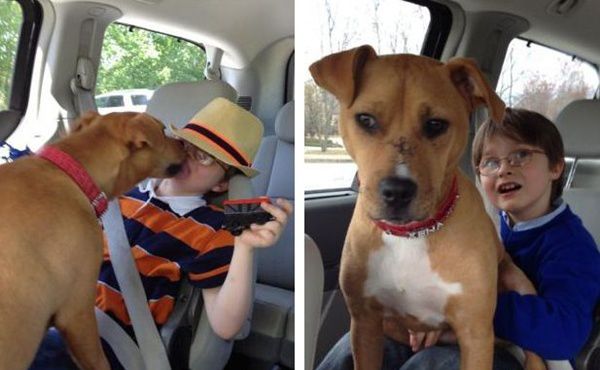 领养了被遗弃的狗狗,领养了一只被弃养的狗狗