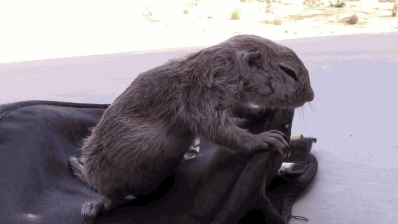 用CPR试图拯救濒死的小松鼠，走一趟鬼门关的生命终于起死回生