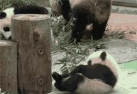 搞笑瑜伽球翻滚,瑜伽球搞笑