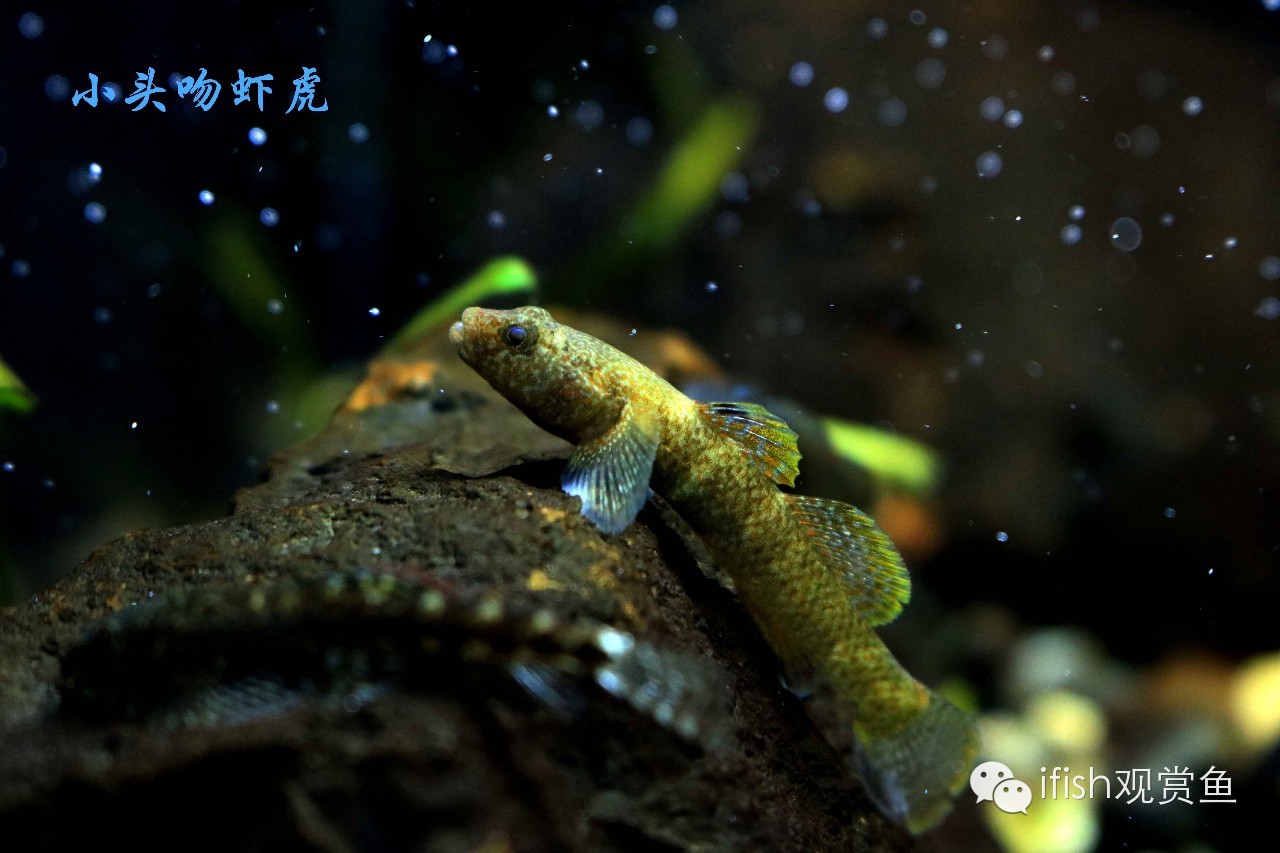 大圣年,大圣过年放鞭炮