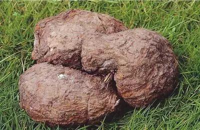 云南人再贵也要吃野生菌,云南人吃饭奢侈