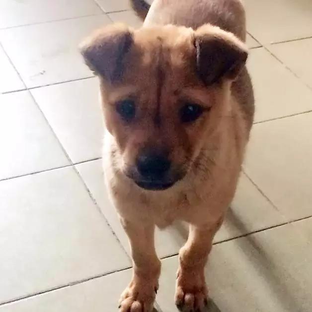 「2月上海春季」有爱领养