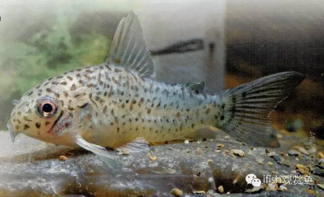鼠鱼如何繁育,小型鼠鱼怎么养