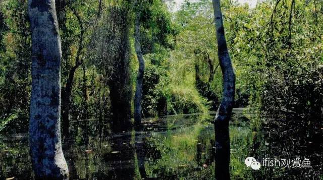 鼠鱼如何繁育,小型鼠鱼怎么养