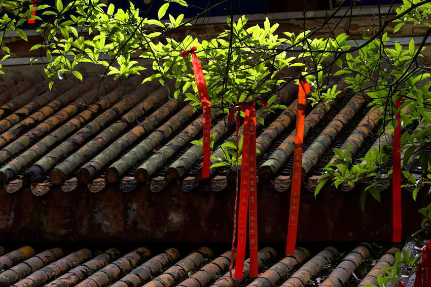 活着的国宝――荥经云峰寺内的桢楠王