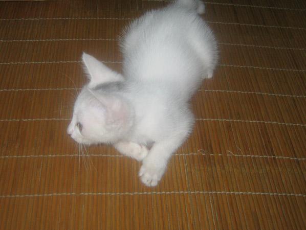 弄来一只胆小白猫，谁知后来它都敢大闹天宫了