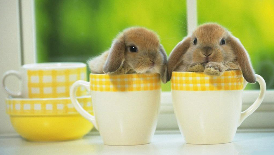 你还在为家中小兔子随地大小便而烦恼么？教你几招，从此不再烦恼