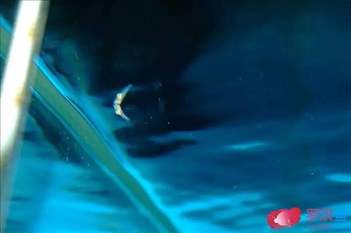 罗汉参的繁殖方法,罗汉鱼怎么养起头