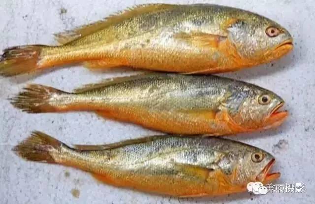 2017年霞浦“海鲜年历”出炉，你知道现在该吃什么吗？