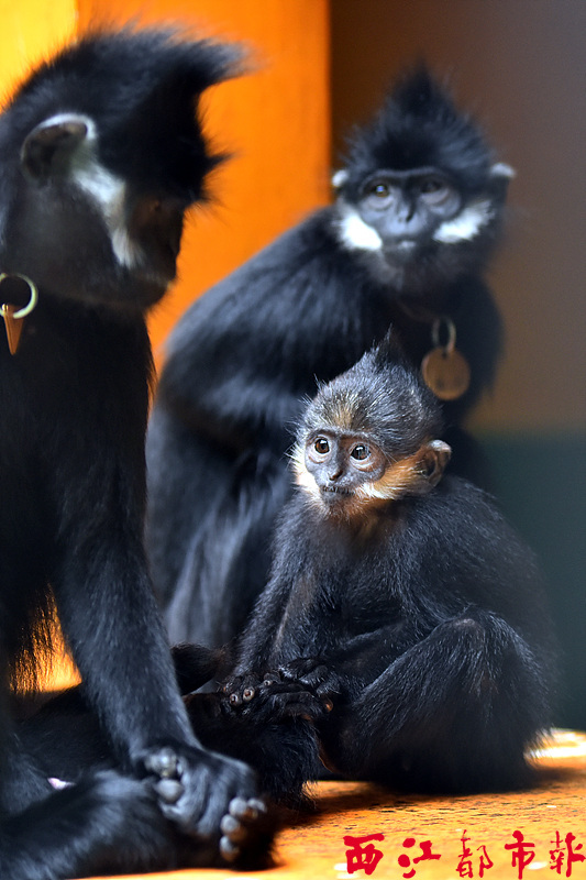 刚刚过去的一年是令人难忘的一年,刚刚过去的一年