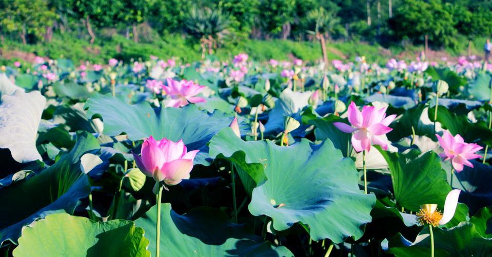 深圳哪里有大片的花海可以欣赏,深圳的花海有多美