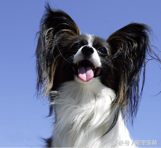 拥有一双美丽翅膀,有一双美丽的眼睛的狗