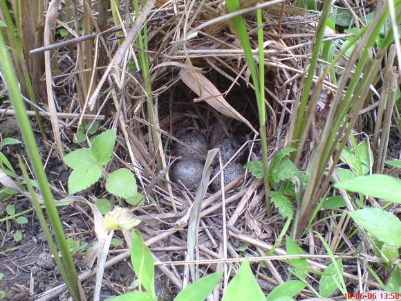 如何通过蛋黄颜色识别优质鸡蛋,蛋壳颜色可以判断鸡蛋新鲜程度