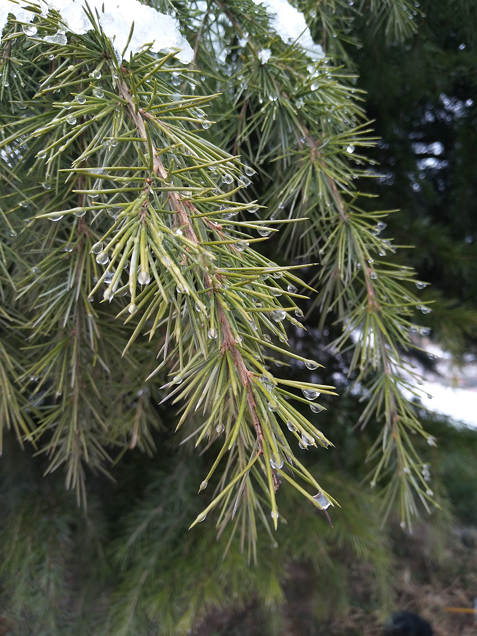 vivo除了x系列哪个最好,vivox9像素好吗