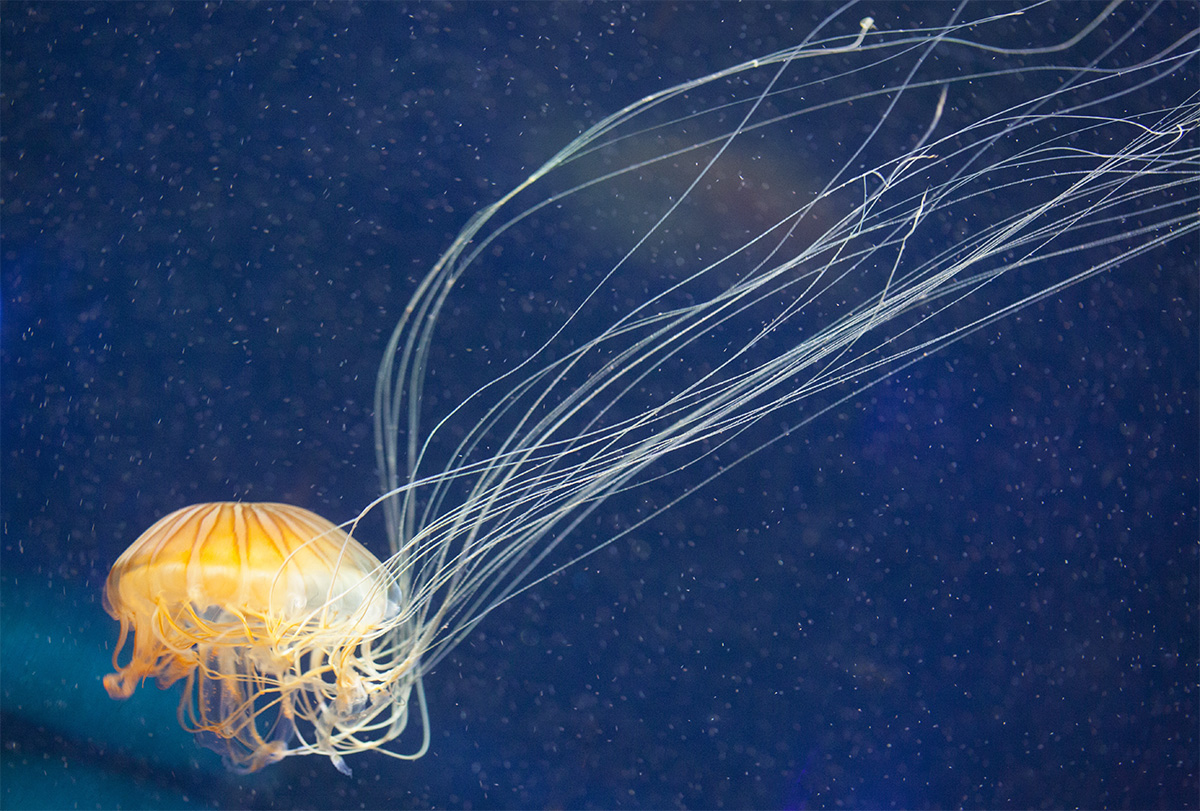 水母海洋世界,中国海洋世界水母馆