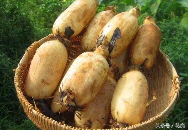 一节藕种出一池莲花,荷花盆景藕种