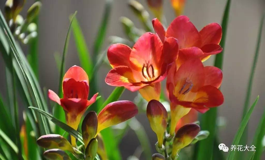 这些花越养越值钱,这些花比绿萝还好养