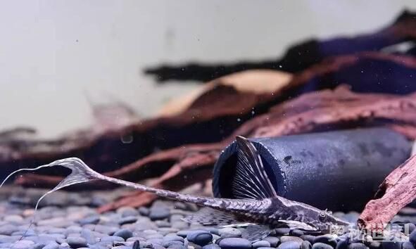 24k黄金达摩野生和人工的区别,24k黄金达摩真的有黄金吗