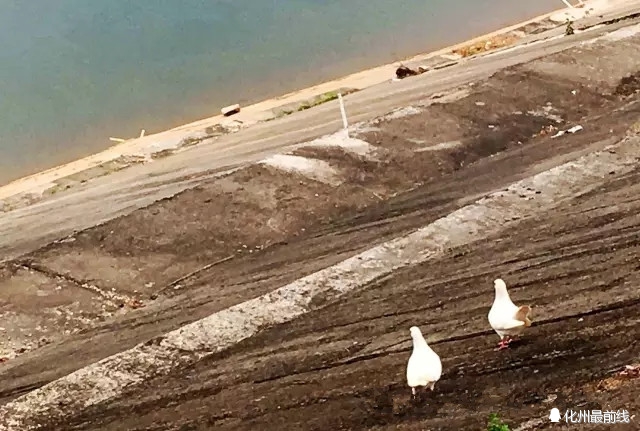 可爱的家乡电白,茂名有可爱的家乡吗