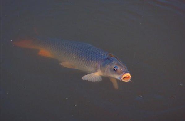 钓友公认最好日本5.4米鱼竿,钓友公认最好日本6.3米鱼竿