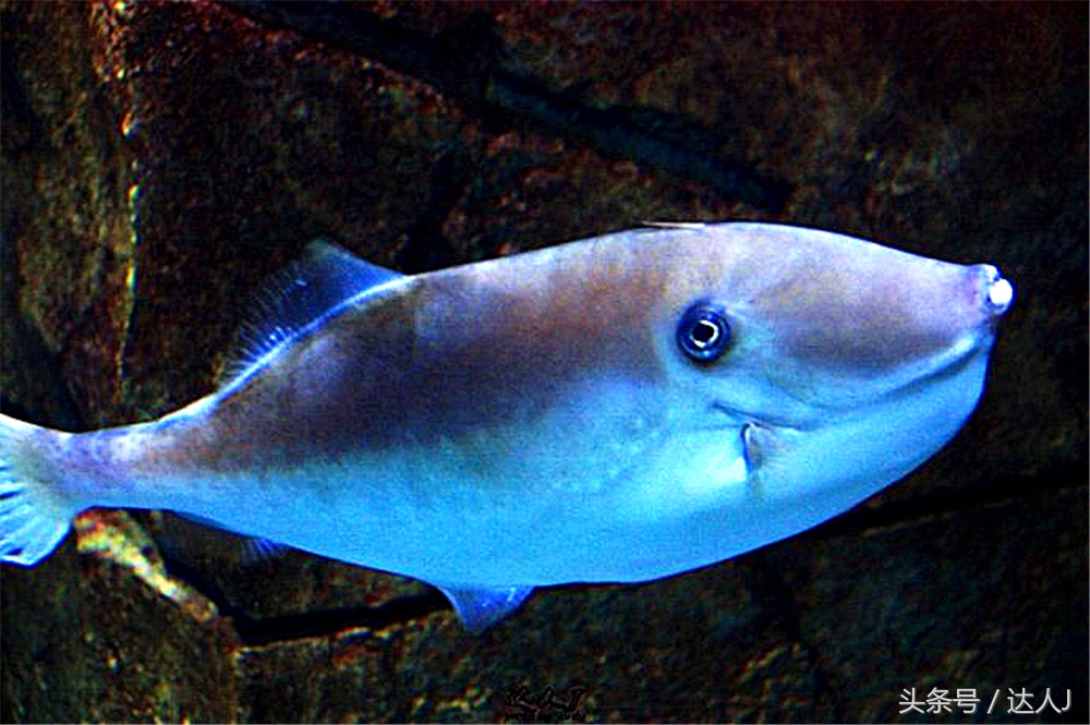 沙漠上的超级绿洲迪拜,迪拜沙漠上的奢华之都