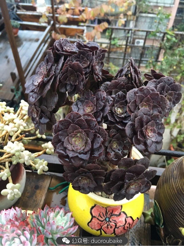 寒风中越发美丽的多肉,冬季暖阳下的多肉