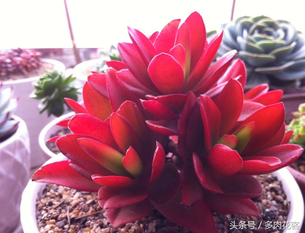 多肉植物火祭大棵,多肉火祭的一年四季的变换