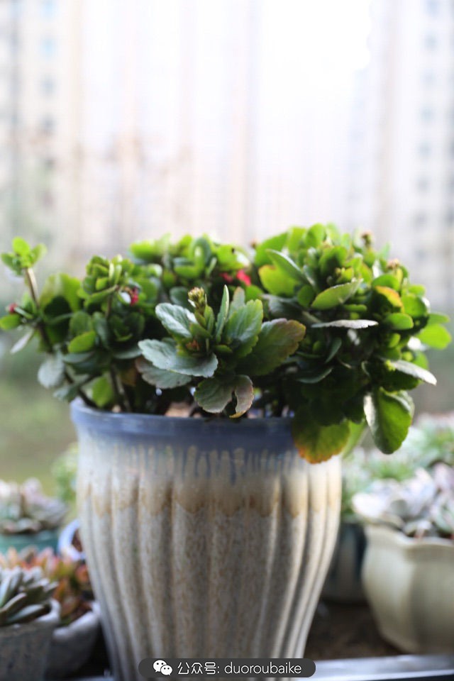 回忆之旅最适合带的植物,野外旅游必须记住的植物