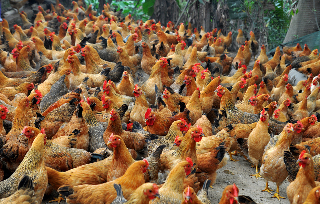 间质性肺病最新治疗方案,最新禽病治疗方案