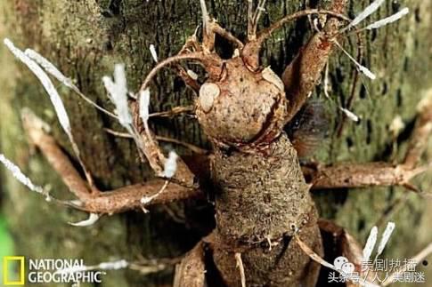 刺激？恐惧？流行？我们为什么对行尸走肉情有独钟！