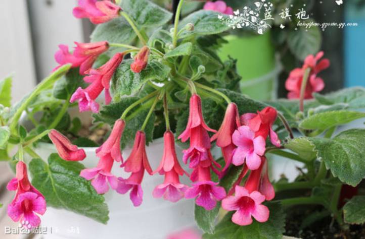 这些花越养越值钱,这些花比绿萝还好养